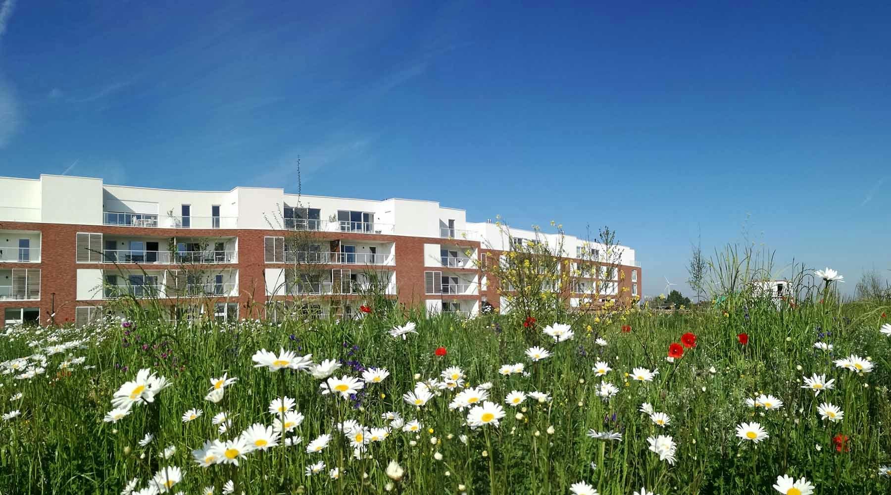 Leanderhof bloem